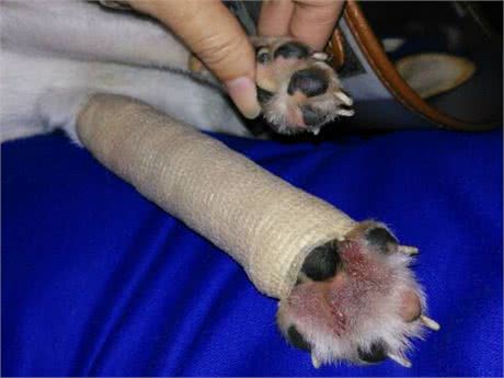 狗狗的脚掌出现了红肿、脱皮的情况，这到底是因为什么?