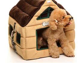 狗狗的脚掌出现了红肿、脱皮的情况，这到底是因为什么?