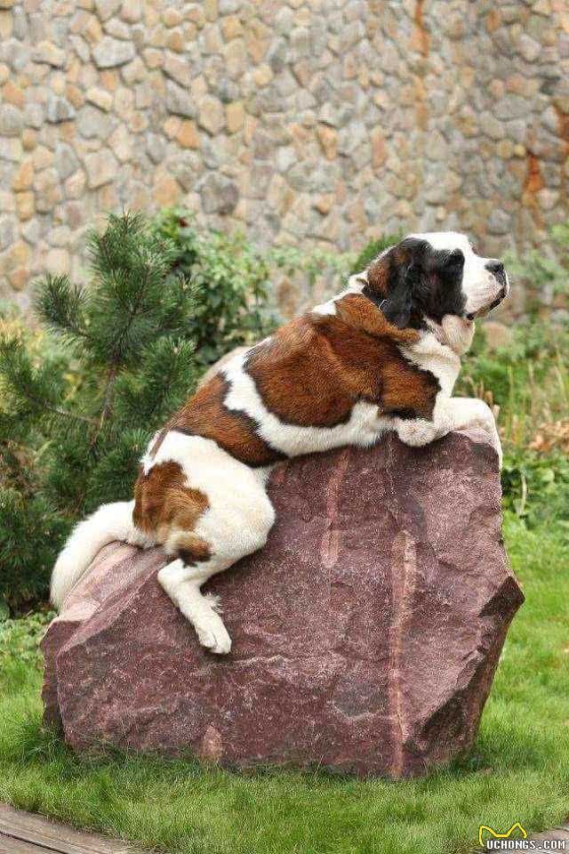 世界名犬—伯恩山犬