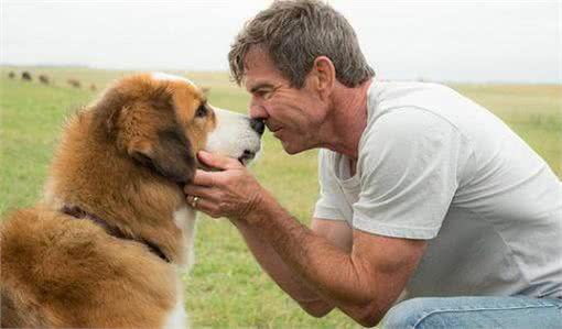 世界名犬—伯恩山犬