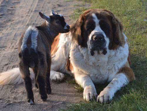 世界名犬—伯恩山犬