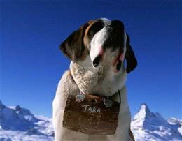 世界名犬—伯恩山犬