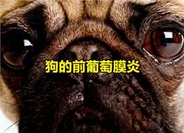 狗的眼部炎症—前葡萄膜炎