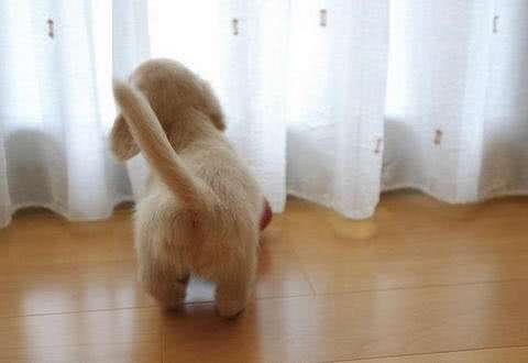 狗左右摇尾巴，分别代表什么?摇尾方向含义被我国科学家首次破译