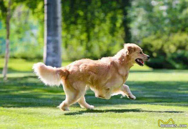 狗左右摇尾巴，分别代表什么?摇尾方向含义被我国科学家首次破译