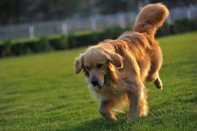 狗左右摇尾巴，分别代表什么?摇尾方向含义被我国科学家首次破译