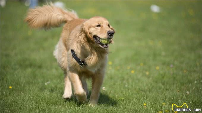 狗左右摇尾巴，分别代表什么?摇尾方向含义被我国科学家首次破译