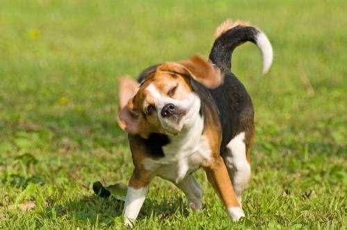 狗左右摇尾巴，分别代表什么?摇尾方向含义被我国科学家首次破译