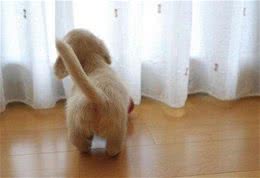 狗左右摇尾巴，分别代表什么?摇尾方向含义被我国科学家首次破译