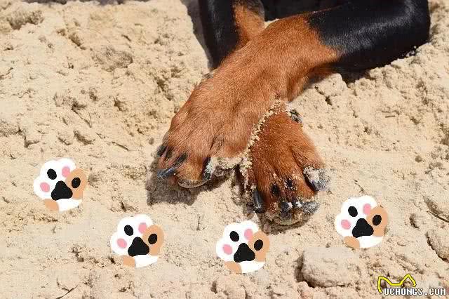 毛茸茸狗爪的秘密