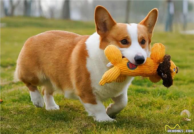 柯基弃养率为何越来越高?原来是这些原因,太遭人嫌