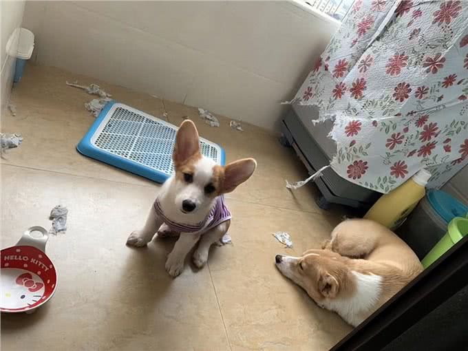 柯基弃养率为何越来越高?原来是这些原因,太遭人嫌