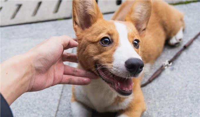 柯基弃养率为何越来越高?原来是这些原因,太遭人嫌