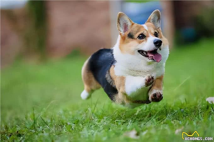 柯基弃养率为何越来越高?原来是这些原因,太遭人嫌