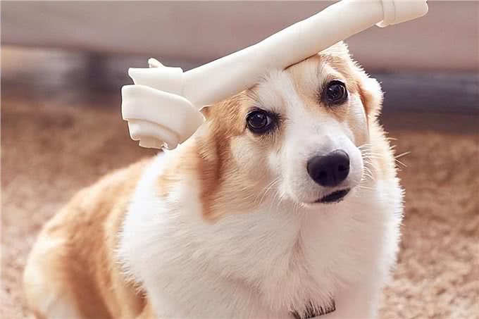 柯基弃养率为何越来越高?原来是这些原因,太遭人嫌