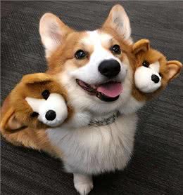 柯基弃养率为何越来越高?原来是这些原因，太遭人嫌