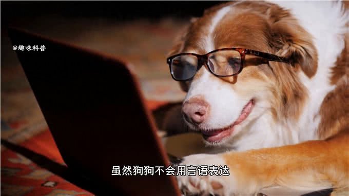 科普知识:狗狗的15种行为语言,你都知道吗?