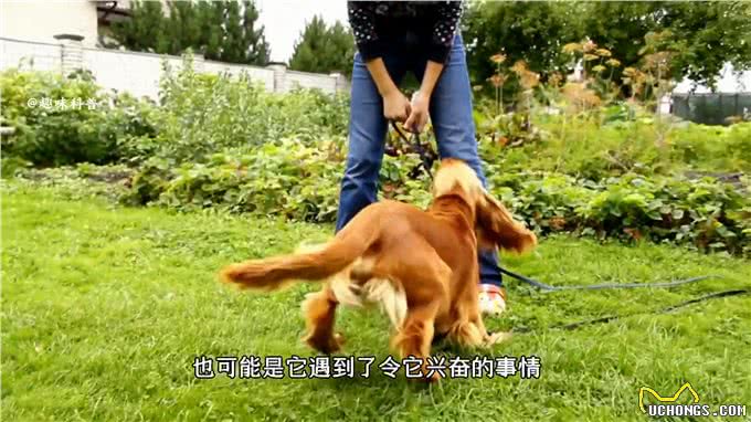 科普知识:狗狗的15种行为语言,你都知道吗?