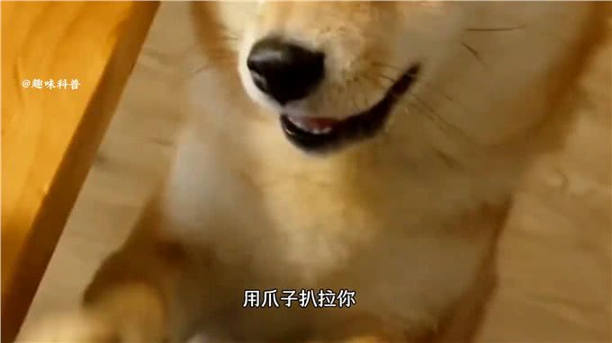 科普知识:狗狗的15种行为语言,你都知道吗?