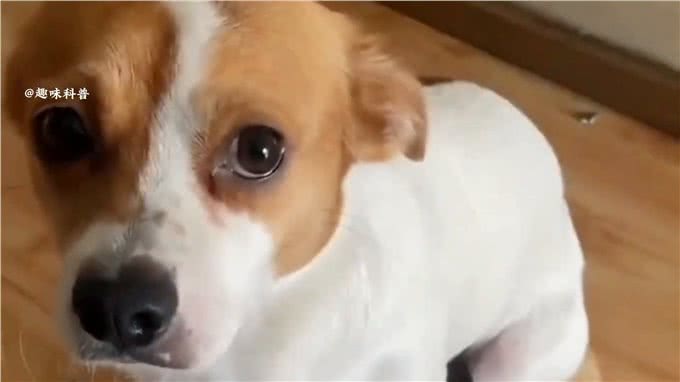 科普知识:狗狗的15种行为语言,你都知道吗?