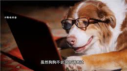 科普知识:狗狗的15种行为语言，你都知道吗?