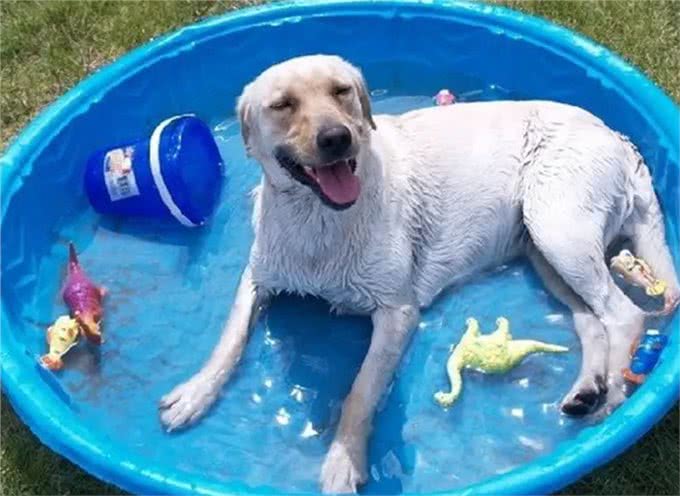 很怕热的几种狗，如果不防暑，可能会丧命