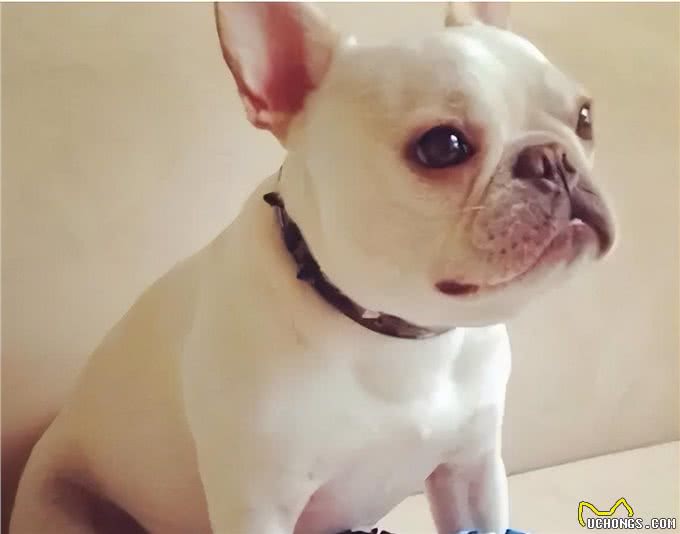 很怕热的几种狗，如果不防暑，可能会丧命