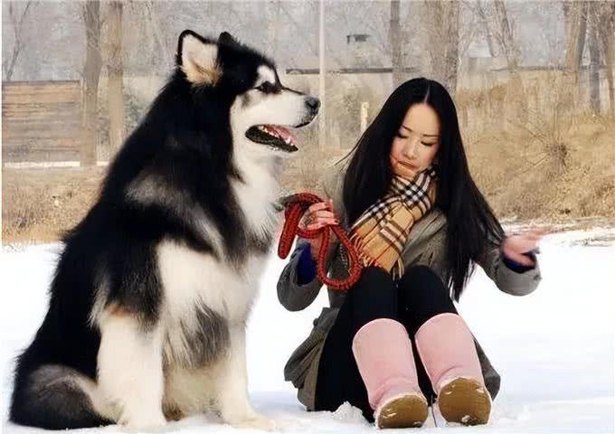 很怕热的几种狗，如果不防暑，可能会丧命