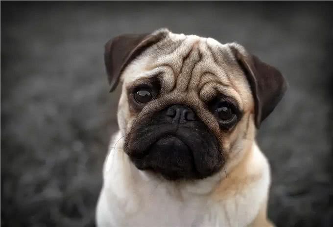 很怕热的几种狗，如果不防暑，可能会丧命