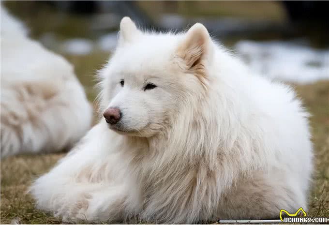 很怕热的几种狗，如果不防暑，可能会丧命