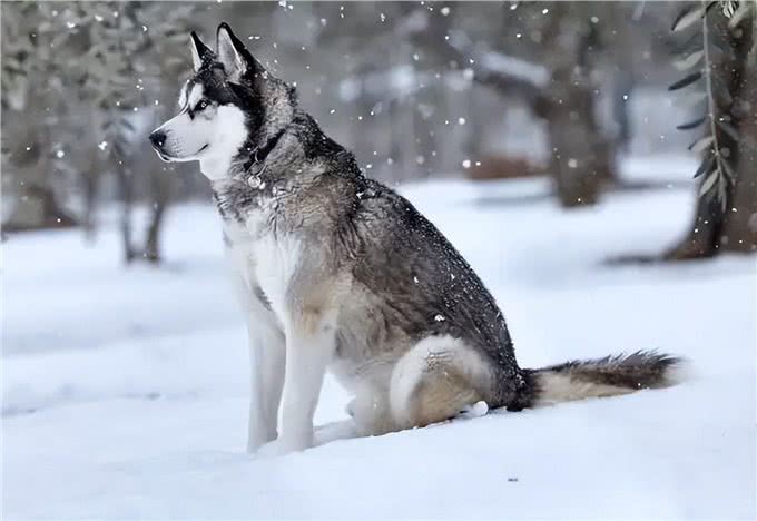 很怕热的几种狗，如果不防暑，可能会丧命