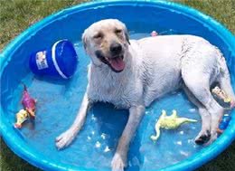 很怕热的几种狗，如果不防暑，可能会丧命