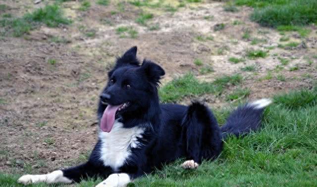 细数世界十大最值得养的中型犬(中华田园犬后续单独一帖说说)