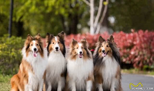 细数世界十大最值得养的中型犬(中华田园犬后续单独一帖说说)