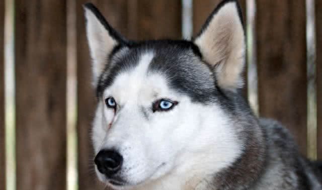 细数世界十大最值得养的中型犬(中华田园犬后续单独一帖说说)