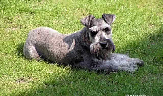 细数世界十大最值得养的中型犬(中华田园犬后续单独一帖说说)