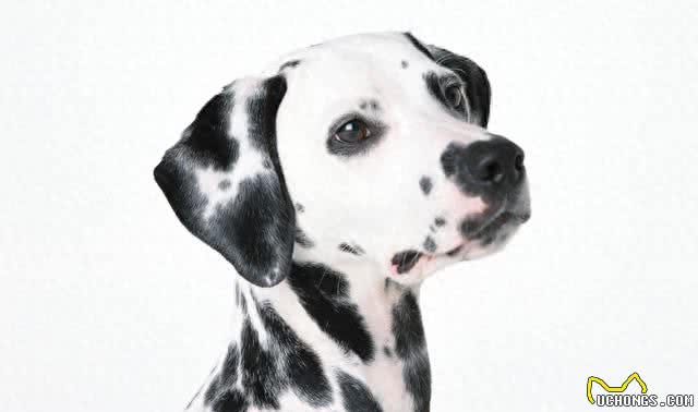 细数世界十大最值得养的中型犬(中华田园犬后续单独一帖说说)