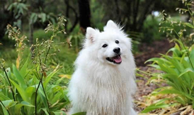 细数世界十大最值得养的中型犬(中华田园犬后续单独一帖说说)