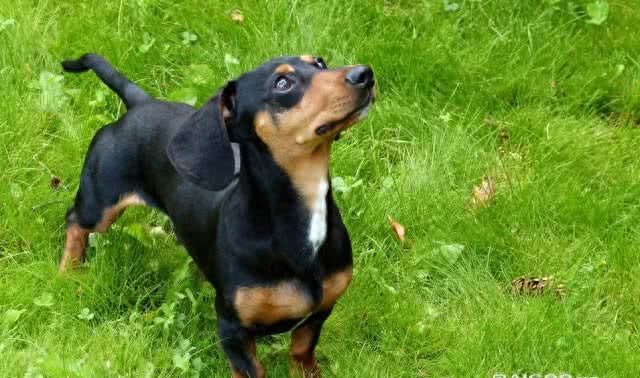 细数世界十大最值得养的中型犬(中华田园犬后续单独一帖说说)