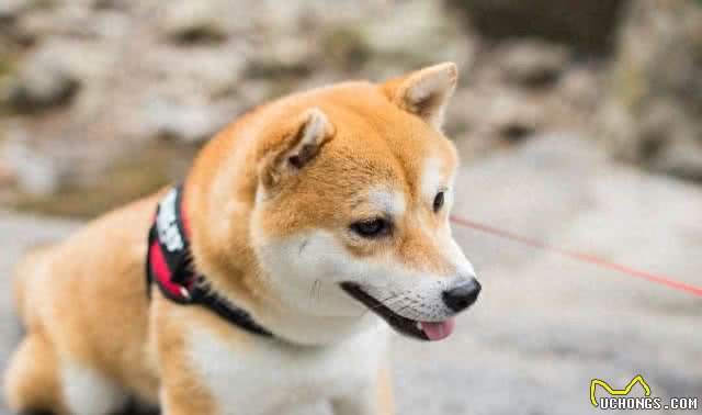 细数世界十大最值得养的中型犬(中华田园犬后续单独一帖说说)