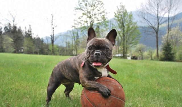 细数世界十大最值得养的中型犬(中华田园犬后续单独一帖说说)