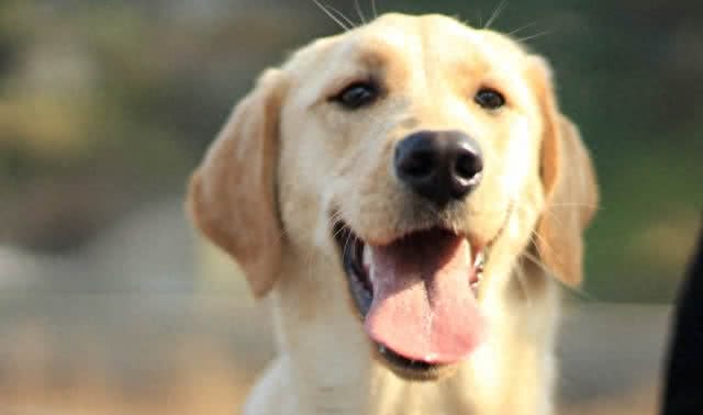 细数世界十大最值得养的中型犬(中华田园犬后续单独一帖说说)