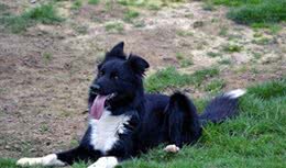 细数世界十大最值得养的中型犬(中华田园犬后续单独一帖说说)