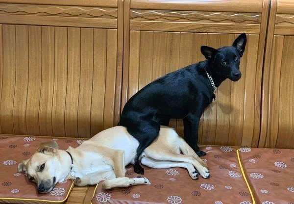 狗狗以坐哥哥身上为乐,主人制止后,它竟然抬腿用踩的