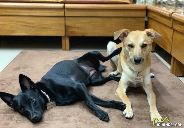 狗狗以坐哥哥身上为乐,主人制止后,它竟然抬腿用踩的