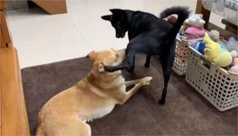 狗狗以坐哥哥身上为乐,主人制止后,它竟然抬腿用踩的