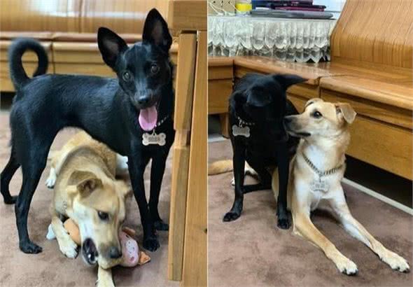 狗狗以坐哥哥身上为乐,主人制止后,它竟然抬腿用踩的