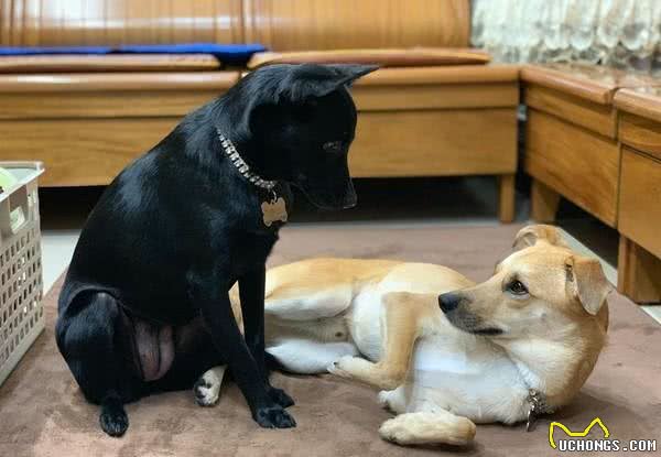 狗狗以坐哥哥身上为乐,主人制止后,它竟然抬腿用踩的