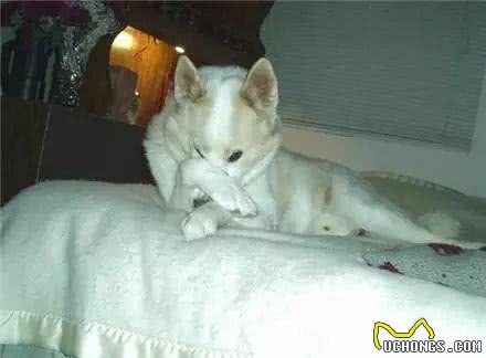 狗放屁那点事,你知道吗?