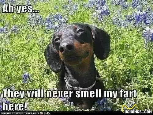 狗放屁那点事,你知道吗?